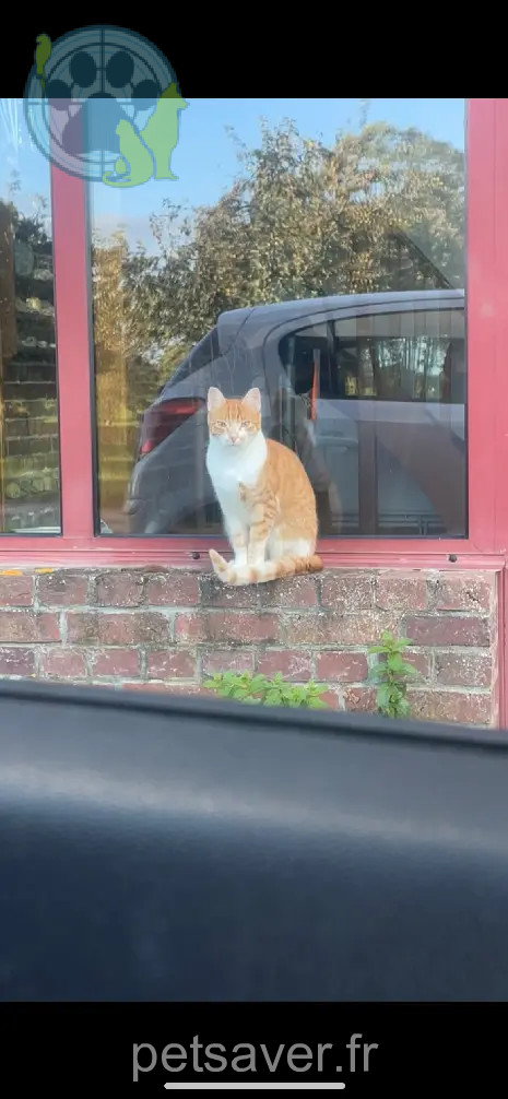 Chatte Perdue 76 Seine-Maritime - Una-qui-se-prononce-«-ouna-» Chatte Perdue 76 Seine-Maritime - Una-qui-se-prononce-«-ouna-»