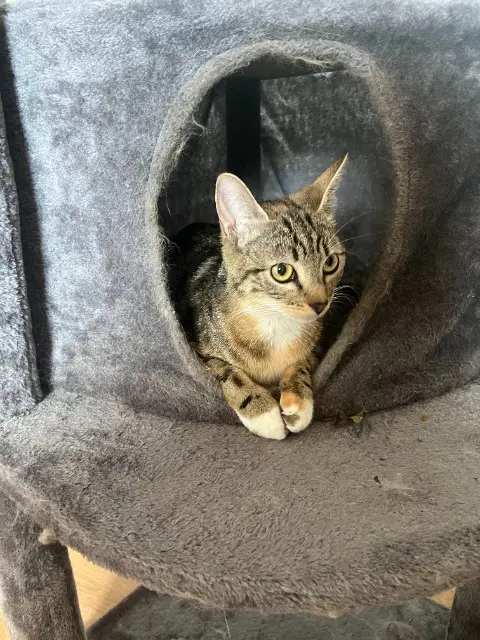 chatte lost   76800 Saint-Étienne-du-Rouvray Vanille