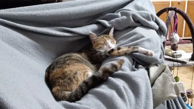 chatte lost   76250 Déville-lès-Rouen Violaine