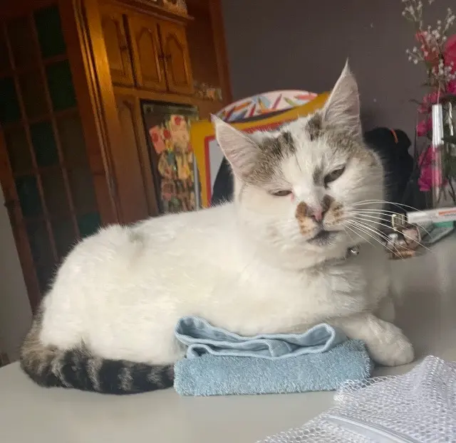 chatte lost   76320 Caudebec-lès-Elbeuf Willow