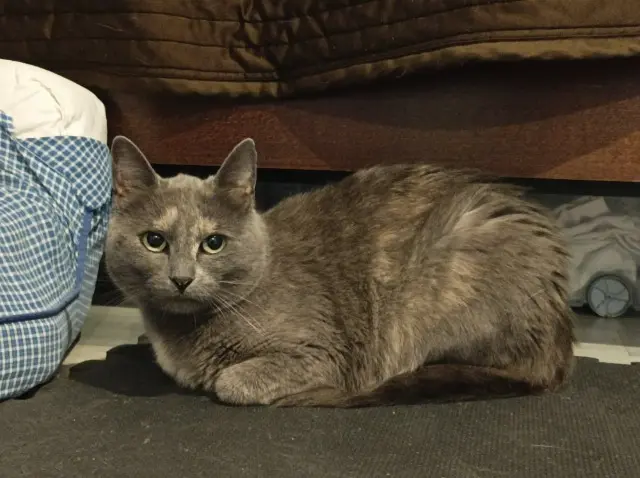 chatte lost   76160 Saint-Jacques-sur-Darnétal Youna