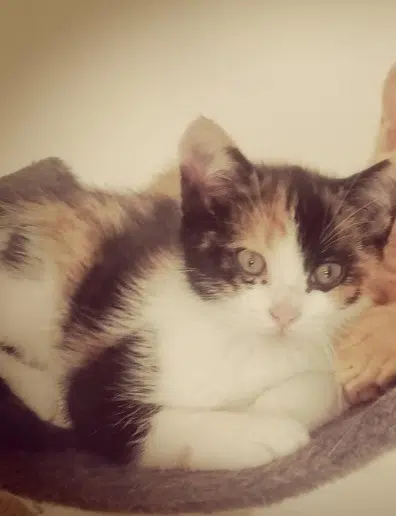 chatte lost   76790 Les Loges Yuki