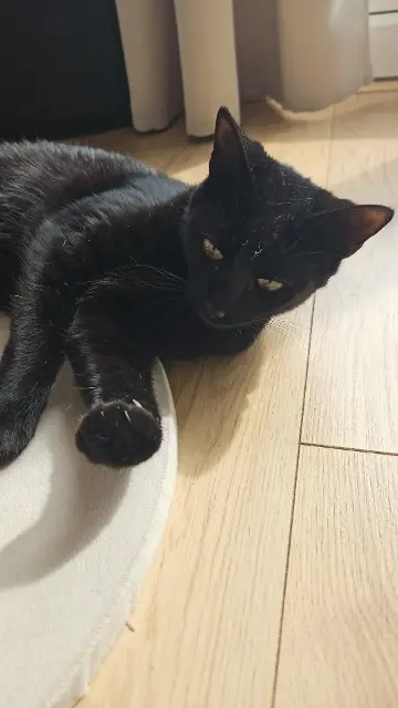 chatte lost   76420 Bihorel Zola