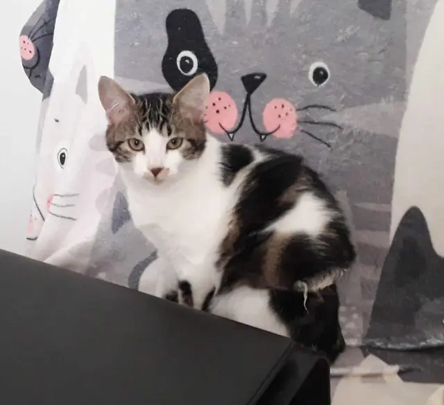 chatte lost   77123 Noisy-sur-École Ahri