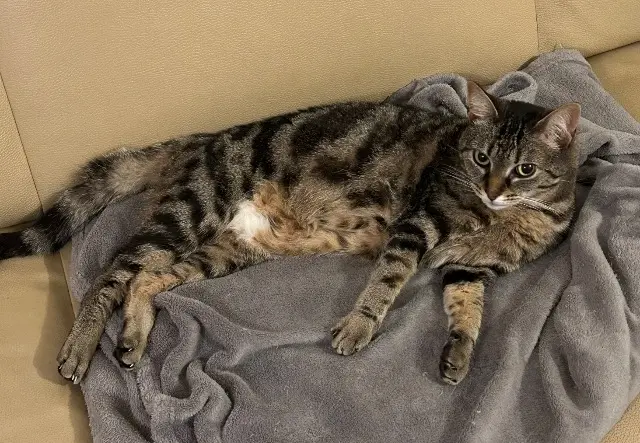 chatte lost   77600 Bussy-Saint-Georges Alaya