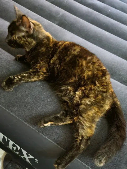 chatte lost   77270 Villeparisis Alexandra LOIROT