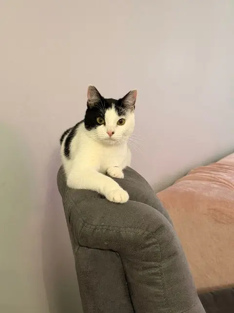 chatte lost   77450 Esbly Alma