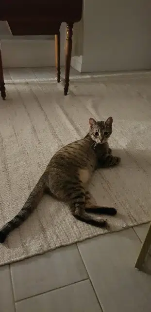 chatte lost   77100 Meaux Apaniette