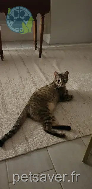 chatte perdue 77100 Meaux Apaniette chatte lost 77100 Meaux Apaniette
