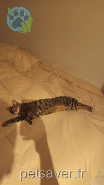 chatte lost   77000 Melun Ares