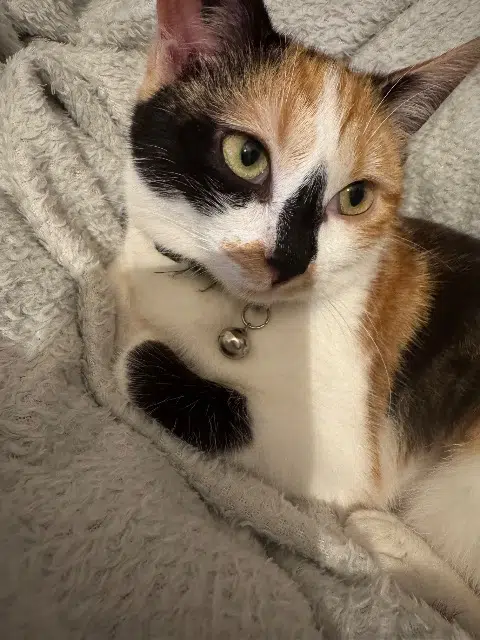 chatte lost   77720 Aubepierre-Ozouer-le-Repos Selena