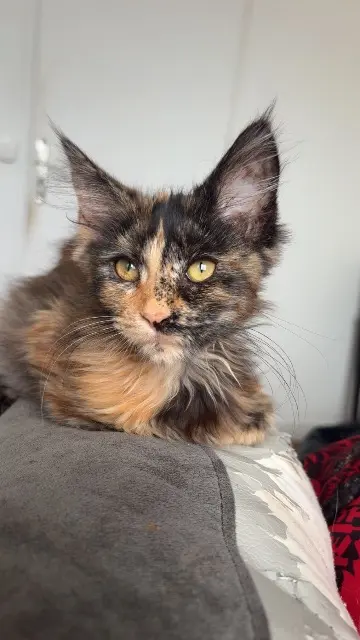 chatte lost   77160 Provins Azza