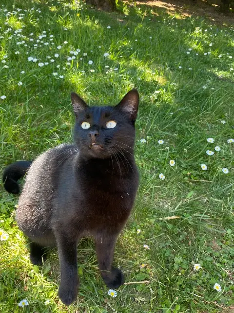 chatte lost   77310 Boissise-le-Roi Bagheera