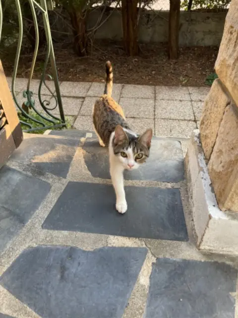 chatte lost   77270 Villeparisis Bahia