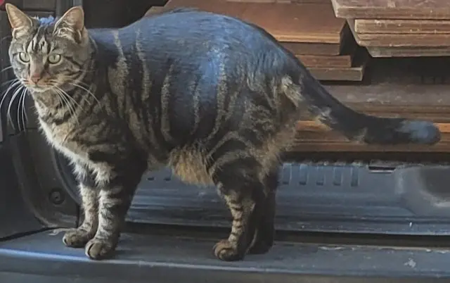 chatte lost   77120 Beautheil-Saints Plumette