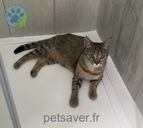 Chatte Perdue 77 Seine-et-Marne - Bernadette Chatte Perdue 77 Seine-et-Marne - Bernadette