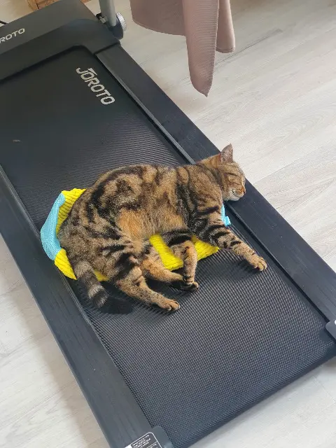 chatte lost   77350 Le Mée-sur-Seine Beyoncé