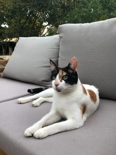 chatte lost   77430 Champagne-sur-Seine Billie