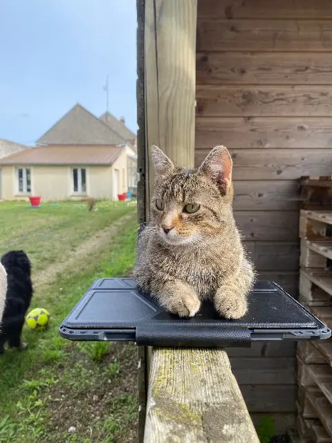 chatte lost   77710 Remauville Bloo