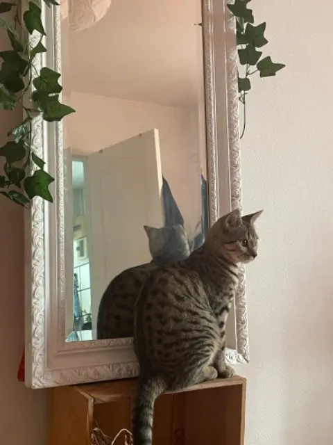 chatte lost   77890 Beaumont-du-Gâtinais Blue