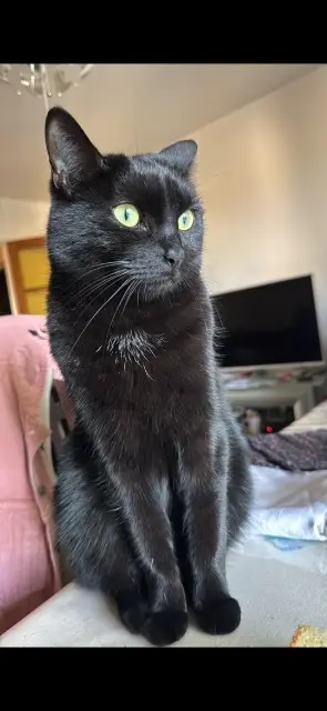 chatte lost   77120 Coulommiers Booh