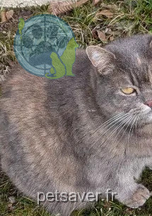 chatte lost 77220 Tournan-en-Brie Bulle