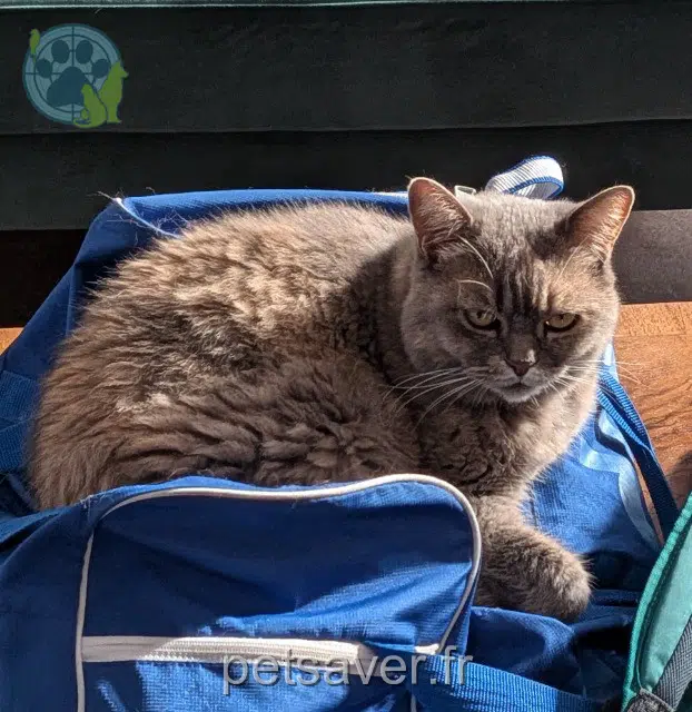 chatte lost 77220 Tournan-en-Brie Bulle