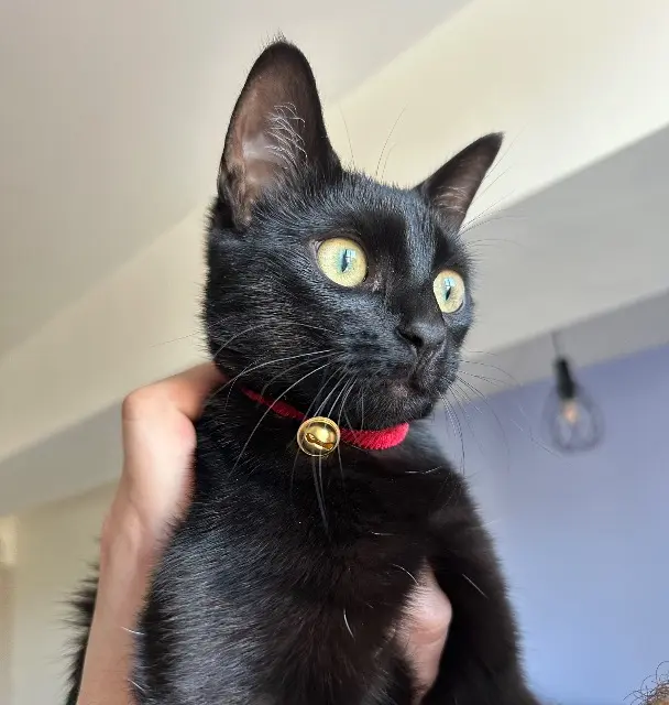 chatte lost   77670 Saint-Mammès Cassy