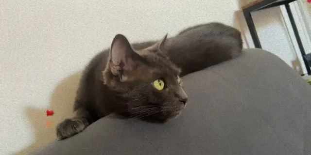 chatte lost   77580 Bouleurs Celenia