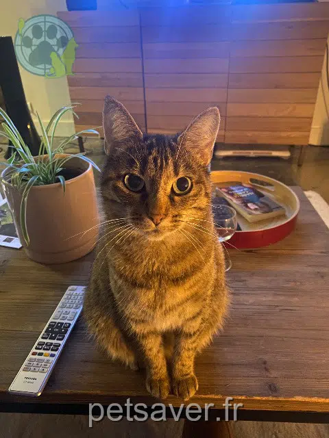 chatte lost   77430 Champagne-sur-Seine Chat