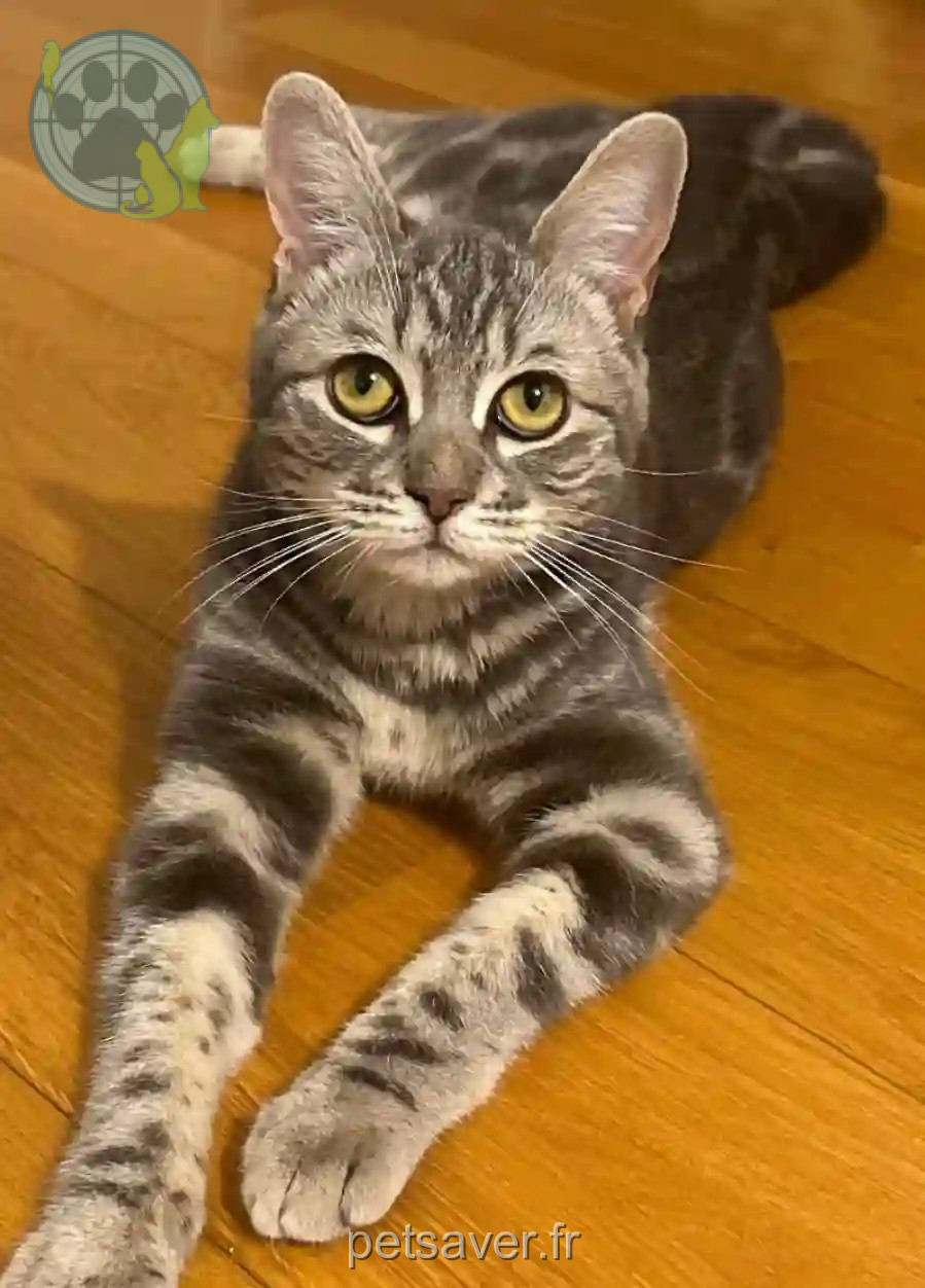 Chatte Perdue 77 Seine-et-Marne - Chipie Chatte Perdue 77 Seine-et-Marne - Chipie