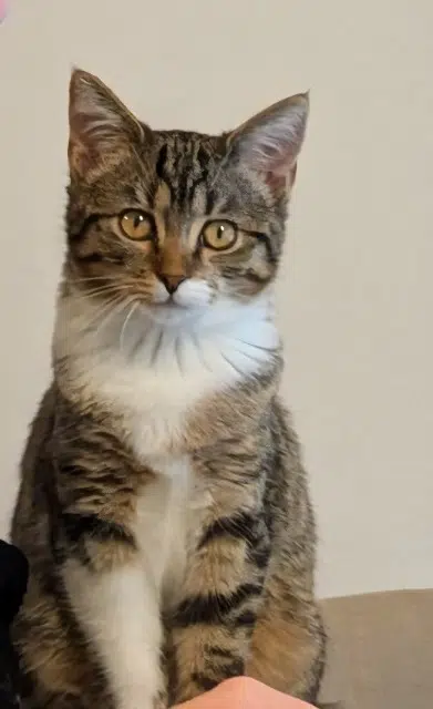 chatte lost   77186 Noisiel Chipie