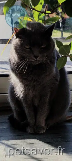 gata lost   77230 Nantouillet Choupette