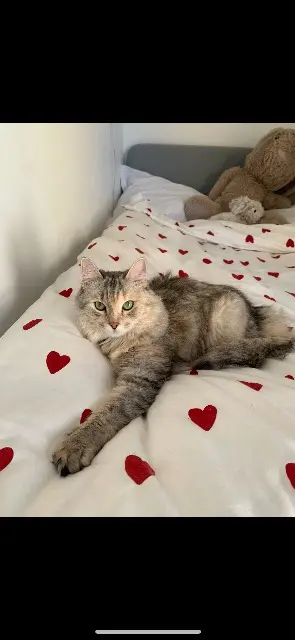 chatte lost   77184 Émerainville Ciboulettz
