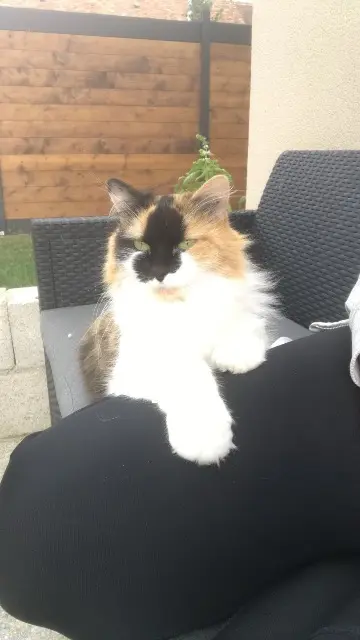 chatte lost   77390 Fouju Clochette