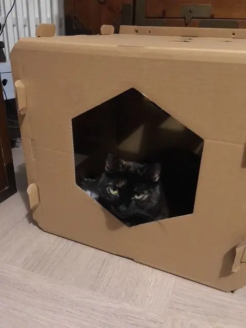 chatte lost   77360 Vaires-sur-Marne Coky