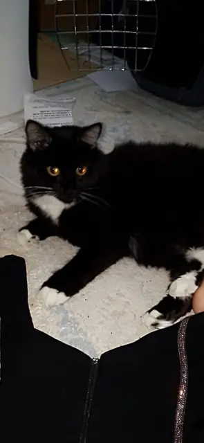 chatte lost   77000 Melun Cookie