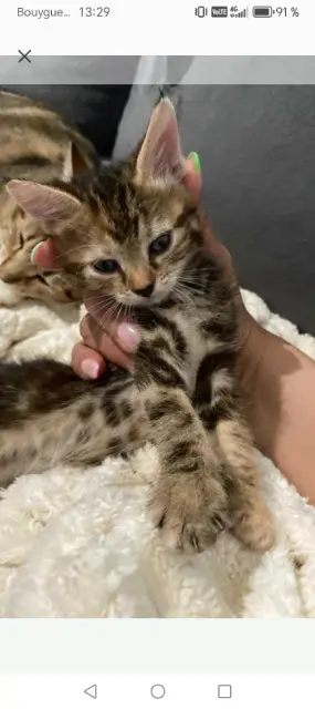 chatte lost   77200 Torcy Costil
