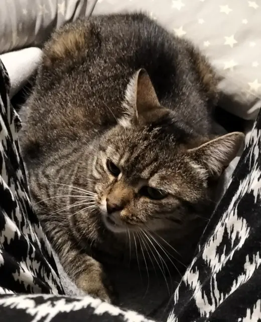 chatte lost   77400 Thorigny-sur-Marne Didi