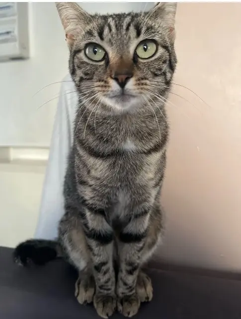 chatte lost   77290 Mitry-Mory Doudoune