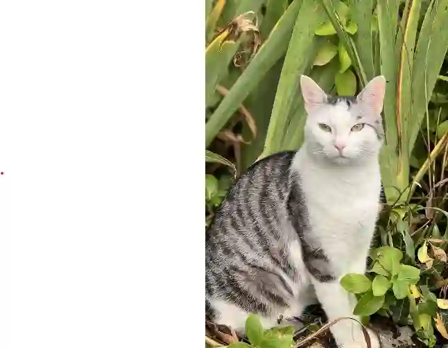 Chatte Perdue 77 Seine-et-Marne - Elisabeth Chatte Perdue 77 Seine-et-Marne - Elisabeth