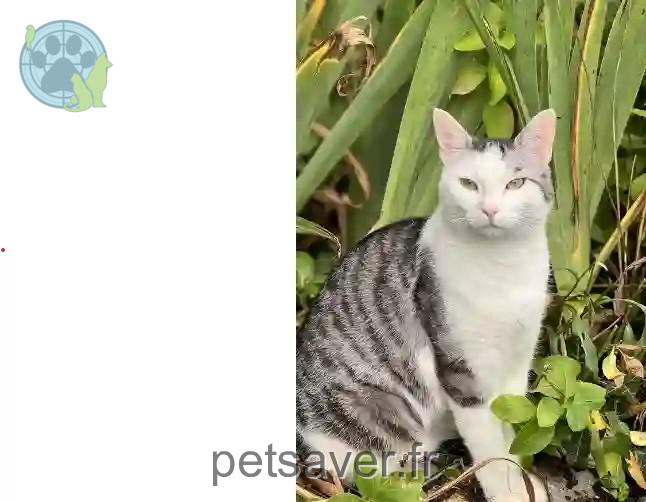 Chatte Perdue 77 Seine-et-Marne - Elisabeth Chatte Perdue 77 Seine-et-Marne - Elisabeth