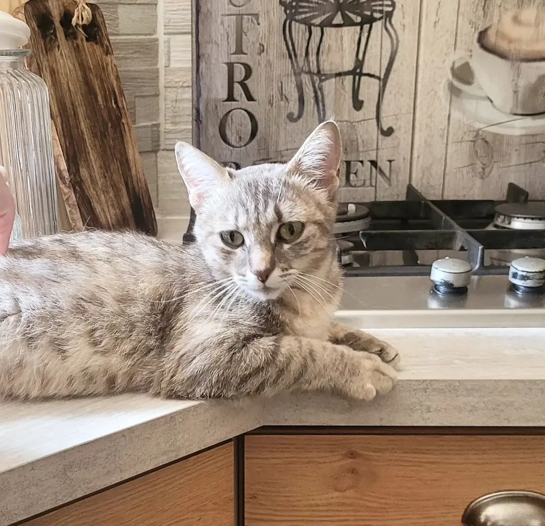 Chatte Perdue 77 Seine-et-Marne - Elly Chatte Perdue 77 Seine-et-Marne - Elly