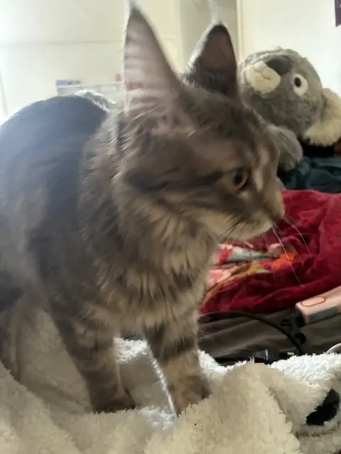 chatte lost   77300 Fontainebleau Elska