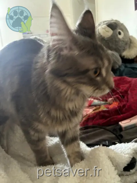 chatte perdue 77300 Fontainebleau Elska chatte lost 77300 Fontainebleau Elska