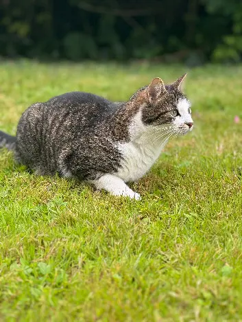 Chatte Perdue 77 Seine-et-Marne - Fidji Chatte Perdue 77 Seine-et-Marne - Fidji