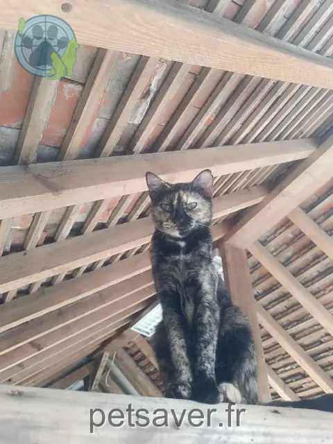 Katze vermisst 77750 Saint-Cyr-sur-Morin Fidji Katze lost 77750 Saint-Cyr-sur-Morin Fidji