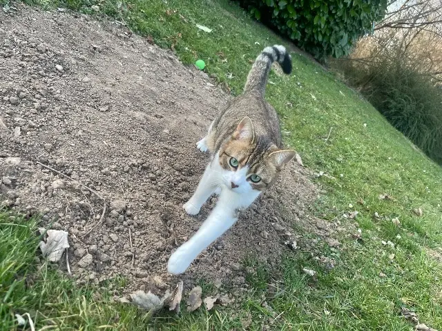 chatte lost   77940 Flagy Fluffy