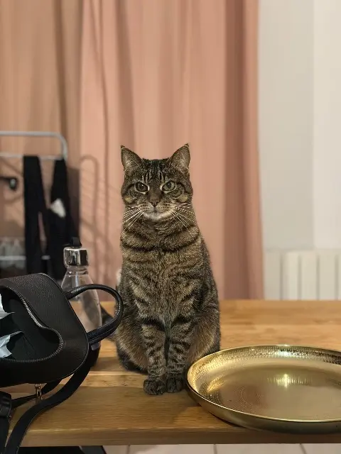 kat vermist 77340 Pontault-Combault Gribouille kat lost 77340 Pontault-Combault Gribouille