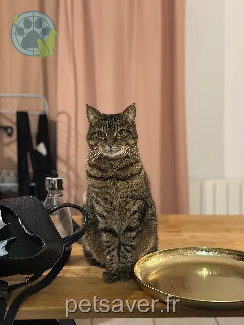 kat vermist 77340 Pontault-Combault Gribouille kat lost 77340 Pontault-Combault Gribouille